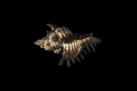 藏品(黑千手螺)的圖片